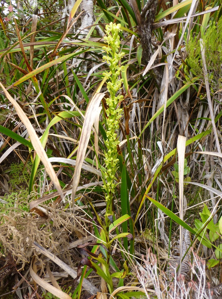 Habenaria praealta (4)