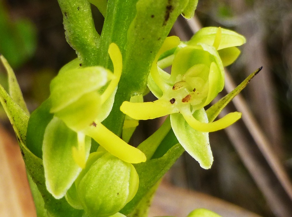 Habenaria praealta