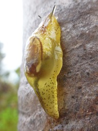 Hyalimax maillardi (1)