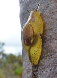 Hyalimax maillardi (2)