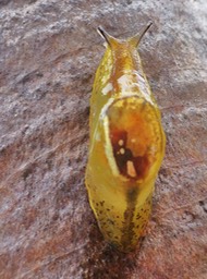 Hyalimax maillardi (3)