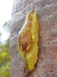 Hyalimax maillardi (4)