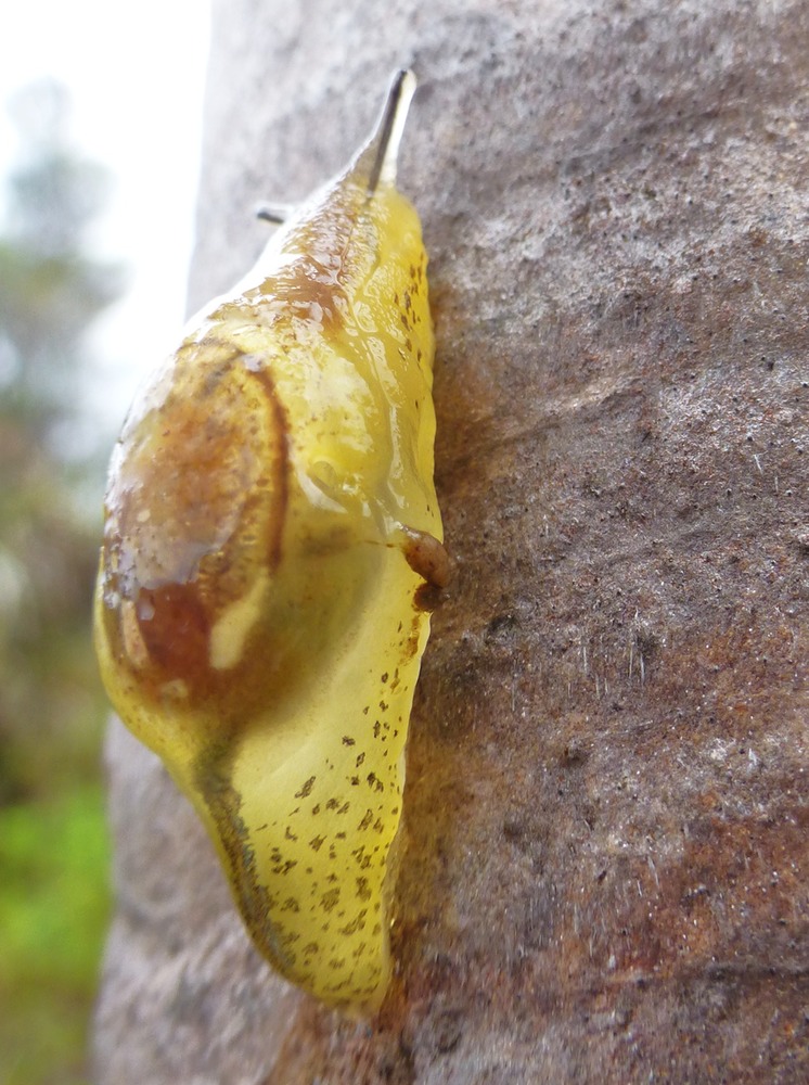 Hyalimax maillardi (6)