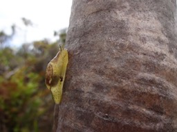 hyalo limax endmique DSC02667