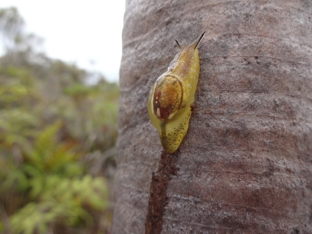 hyalo limax endmique DSC02666
