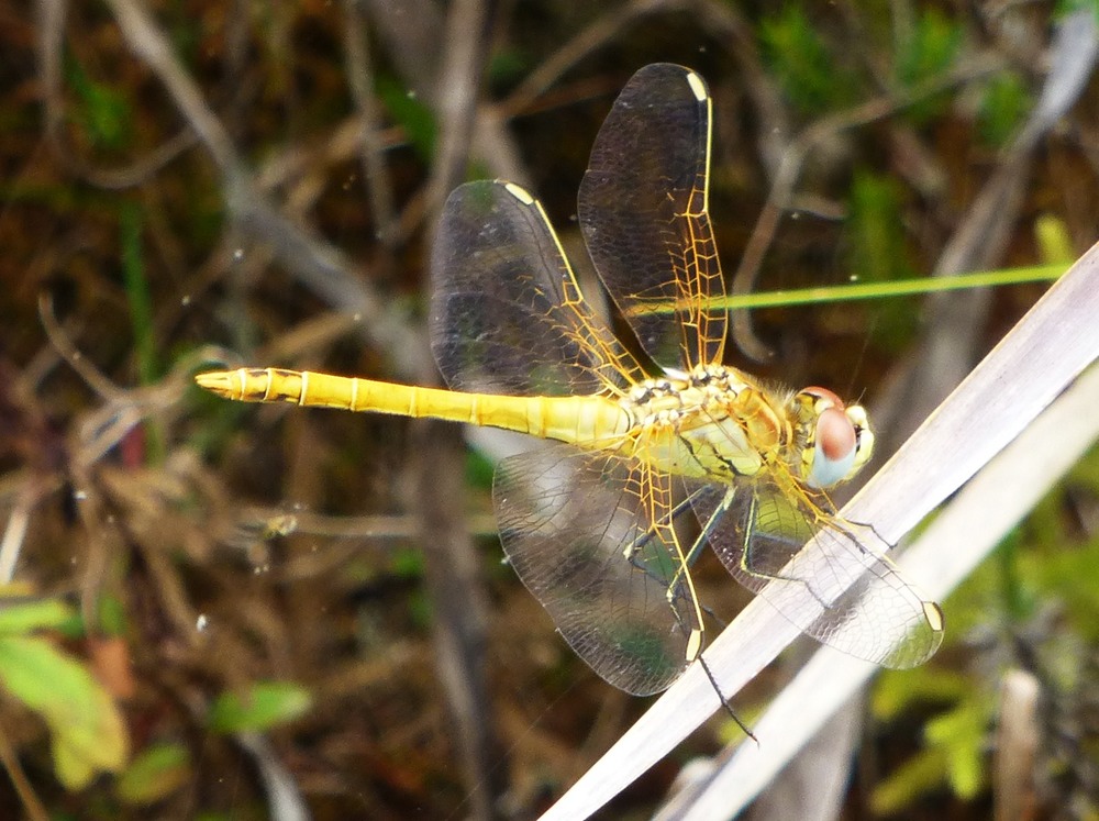 libellule (1)