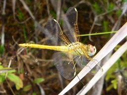 libellule (2)
