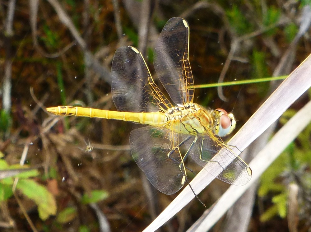 libellule (2)