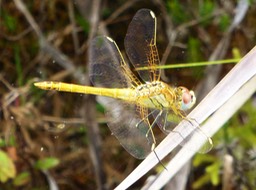 libellule (3)