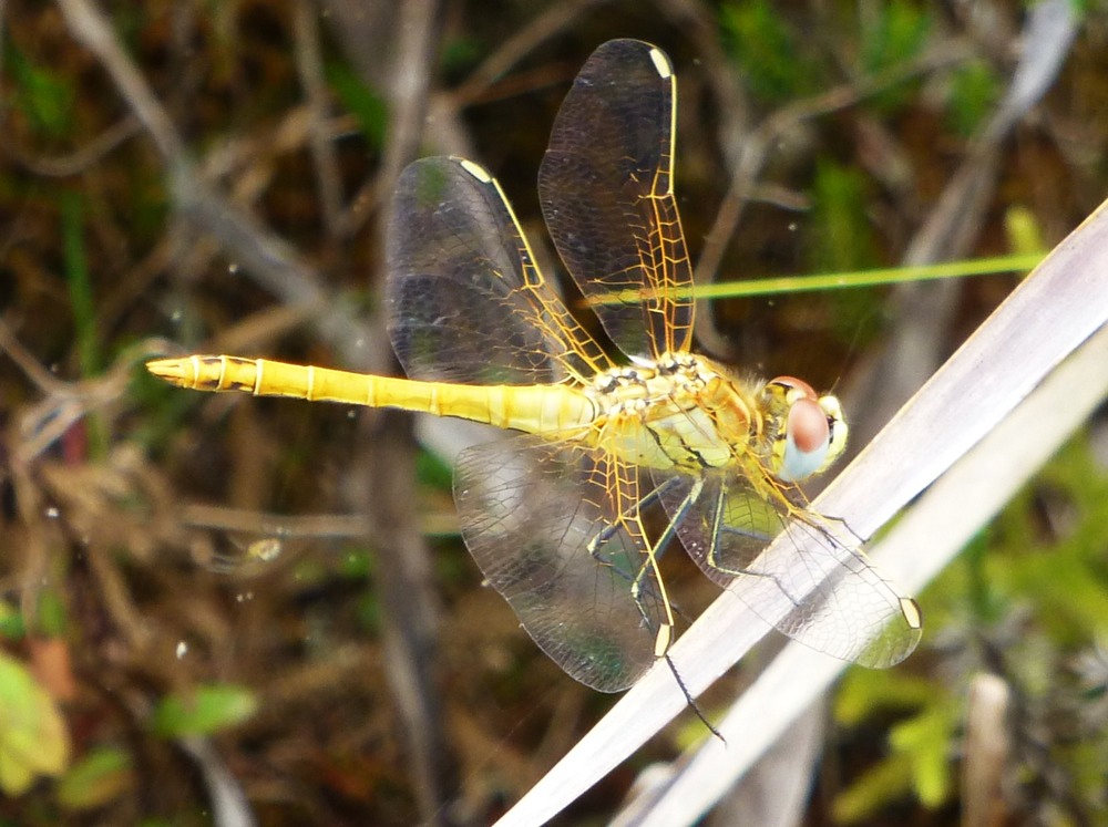 libellule (3)
