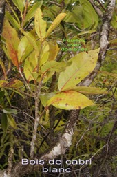 P- Bois de cabri blanc- Antidesma madagascariense- Phyllanthace - I