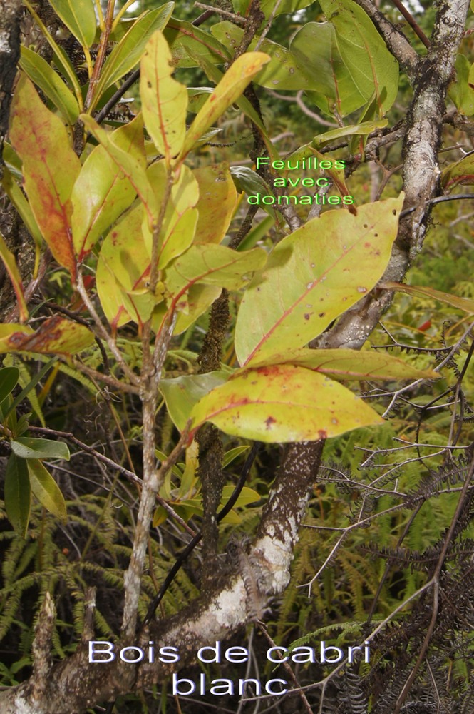 P- Bois de cabri blanc- Antidesma madagascariense- Phyllanthace - I