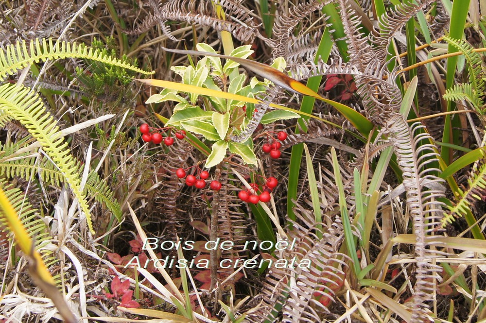 P- Bois de Nol - Ardisia crenata -Primulace -exo