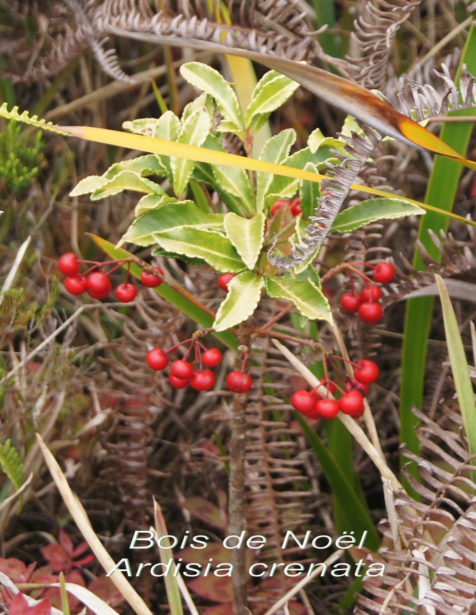 P- Bois de Nol - Ardisia crenata - Primulace- Asie