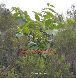 P- Bois de papaye - Polyscias repanda - Araliace - B