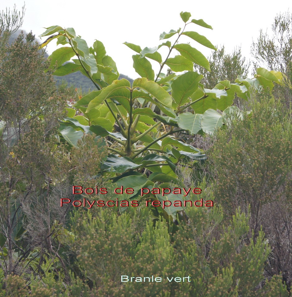 P- Bois de papaye - Polyscias repanda - Araliace - B
