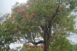 P- Camphrier- Cinnamomum  camphora - Laurace- exo