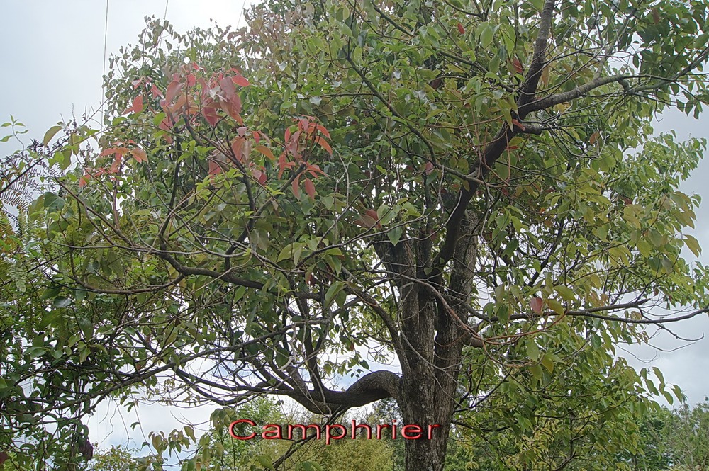 P- Camphrier- Cinnamomum  camphora - Laurace- exo