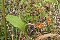P- Crocosmia