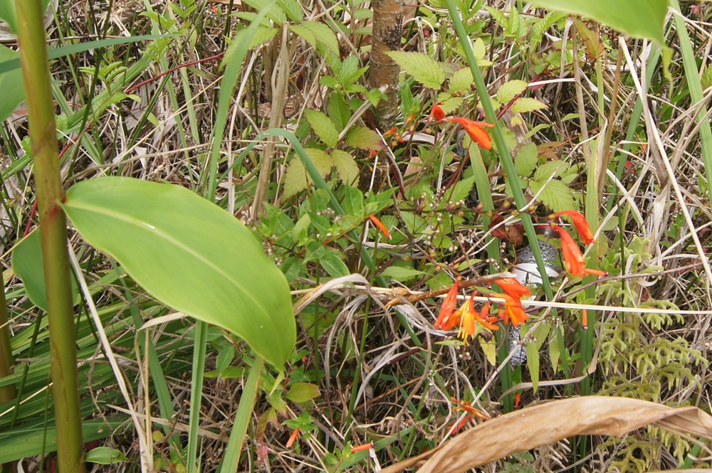 P- Crocosmia