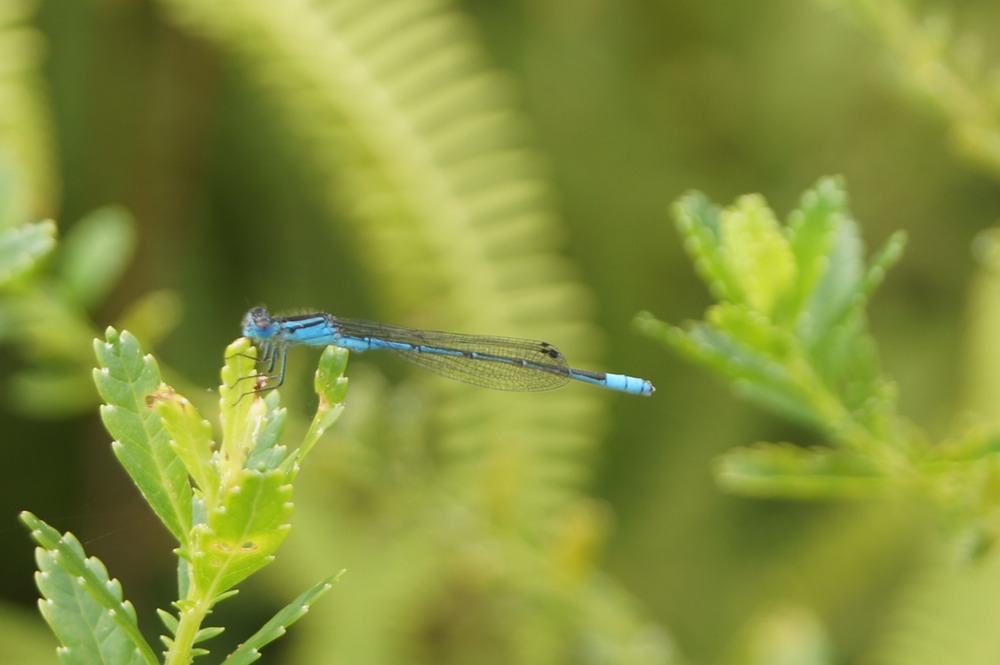 P- Demoiselle-1