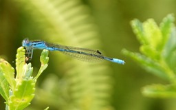 P- Demoiselle-2