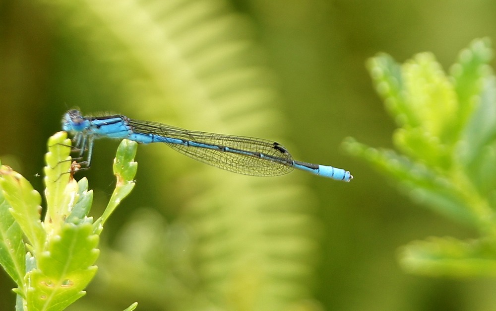 P- Demoiselle-2