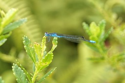 P- Demoiselle-3