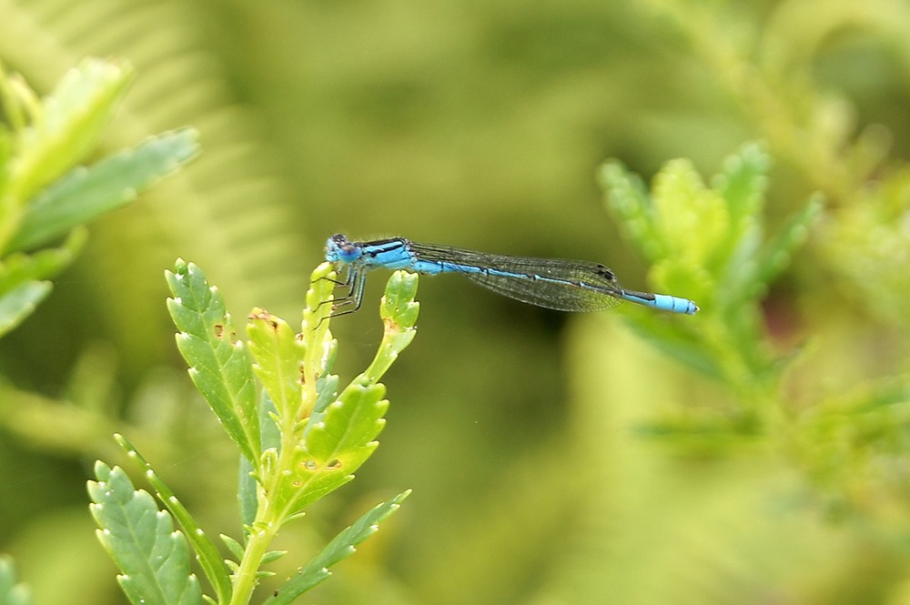 P- Demoiselle-3