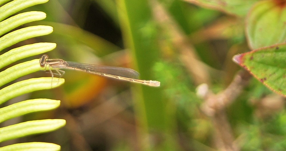 P- demoiselle-4