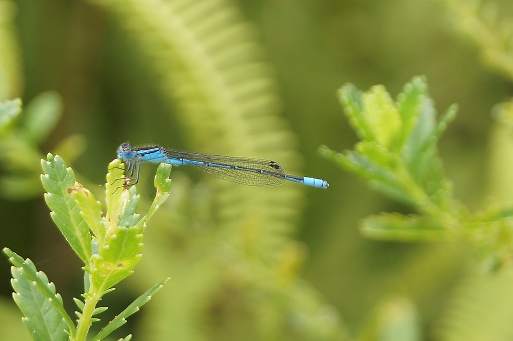 P- Demoiselle bleue