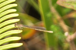 P- Demoisellle