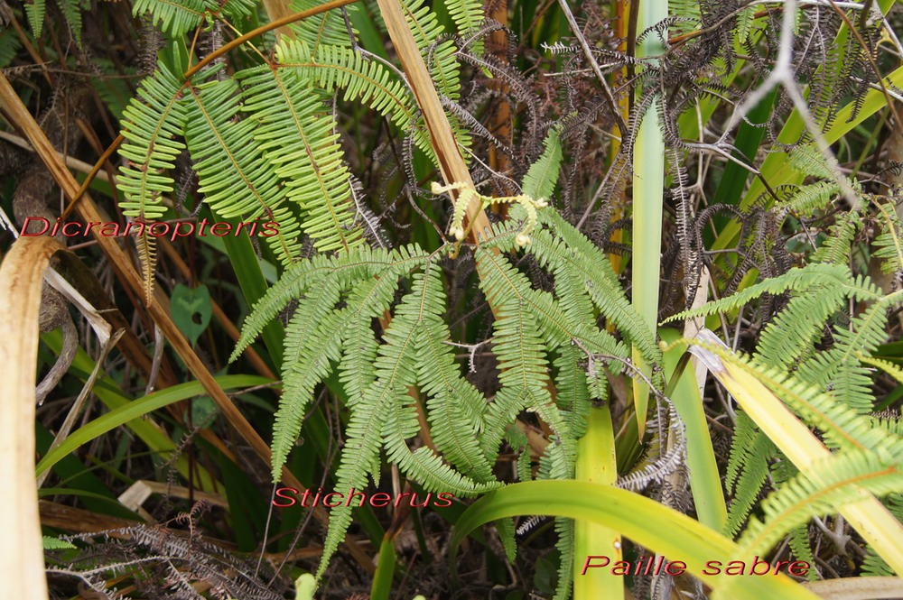 P- Dicranopteris et Sticherus - Gleicheniace-I