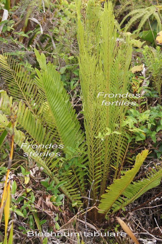 P- Fausse Osmonde- Blechnum tabulare - Blechnace - I