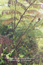P- Fougre australienne- Cyathea cooperi- Cyatheace -exo