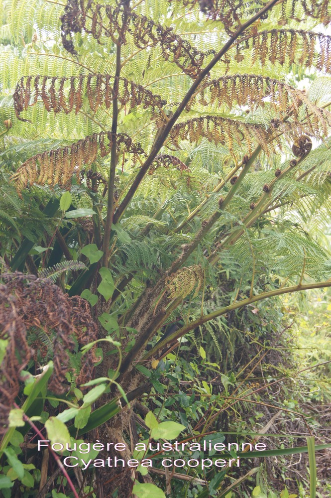 P- Fougre australienne- Cyathea cooperi- Cyatheace -exo