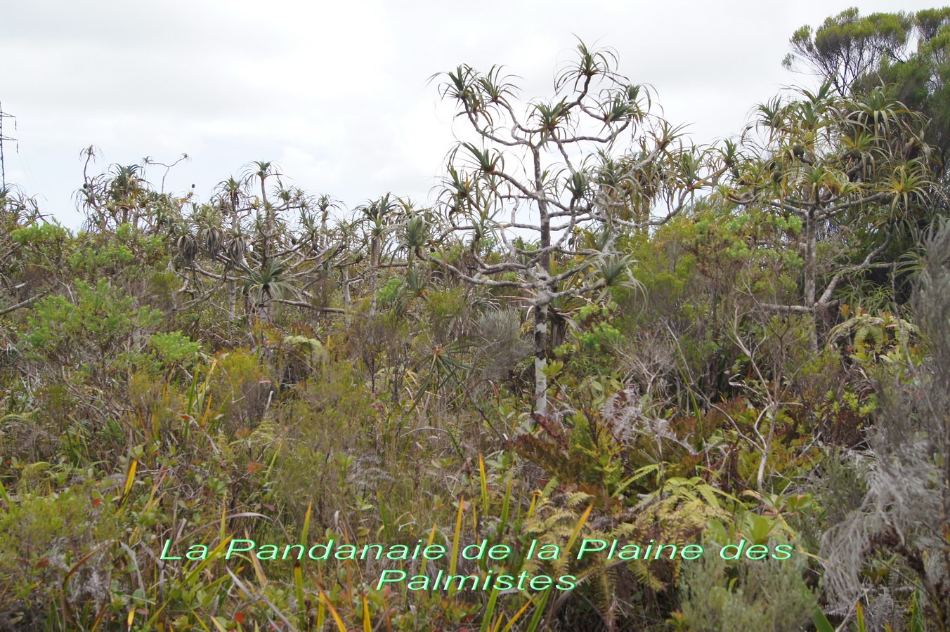 P- La Pandanaie de la Plaine des Palmistes