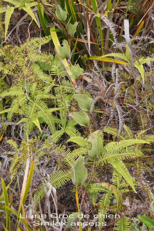 P- Liane Croc de chien - Smilax  anceps - Smilacace - I