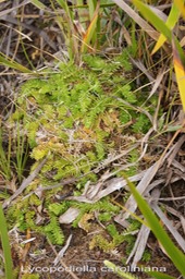 P- Lycopode rampant - Lycopodiella caroliniana - Lycopodiace- I