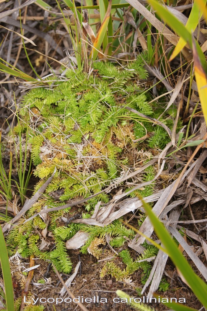 P- Lycopode rampant - Lycopodiella caroliniana - Lycopodiace- I