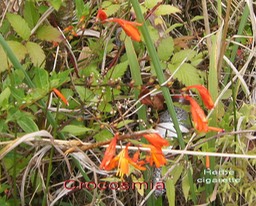 P- Montbretia- Crocosmia crocosmiiflora - Iridace- exo
