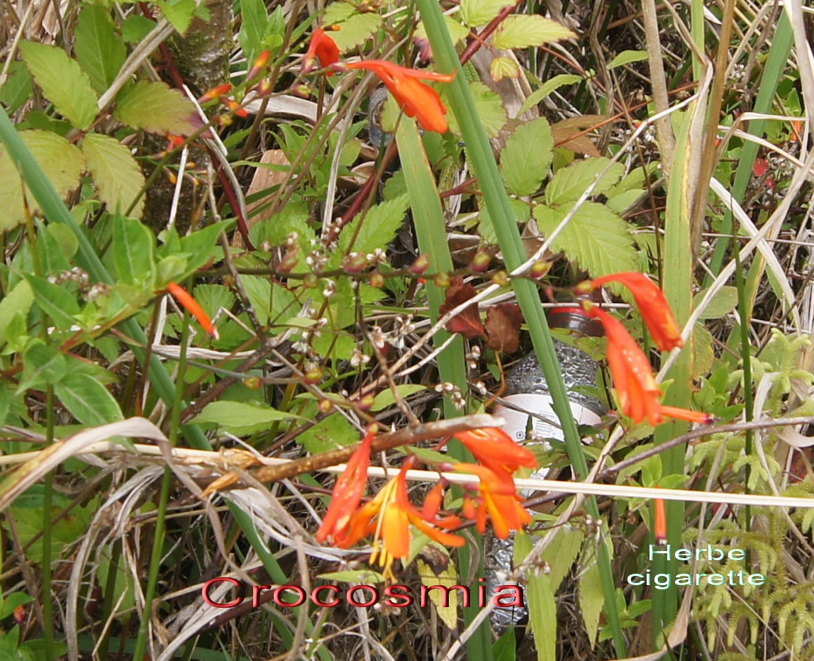 P- Montbretia- Crocosmia crocosmiiflora - Iridace- exo