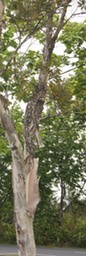 P- Niaouli