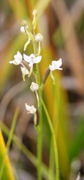 P- Orchide-1