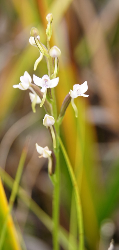P- Orchide-1