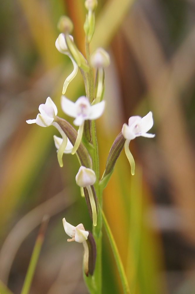 P- Orchide-2