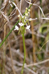 P- Orchide-3