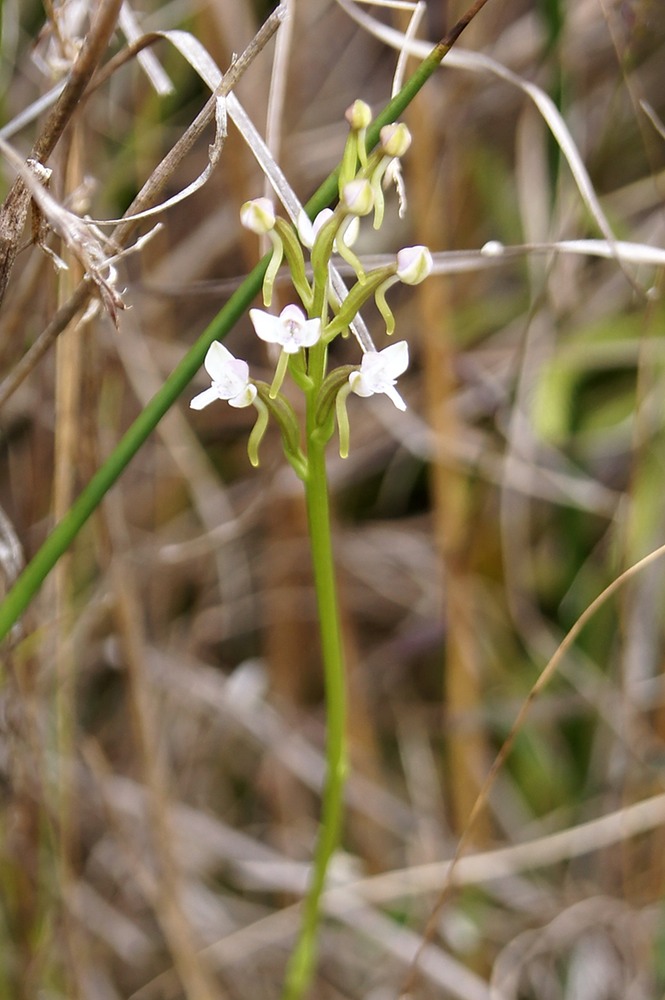 P- Orchide-3
