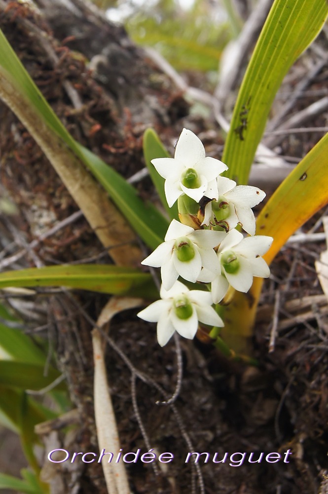 P- Orchide muguet-1
