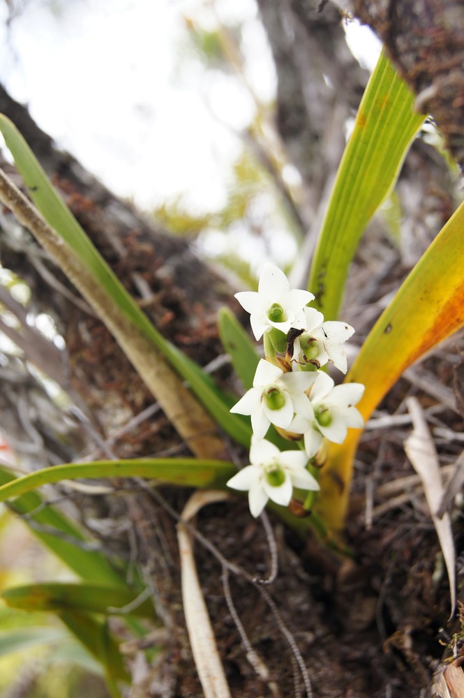 P- Orchide muguet-2